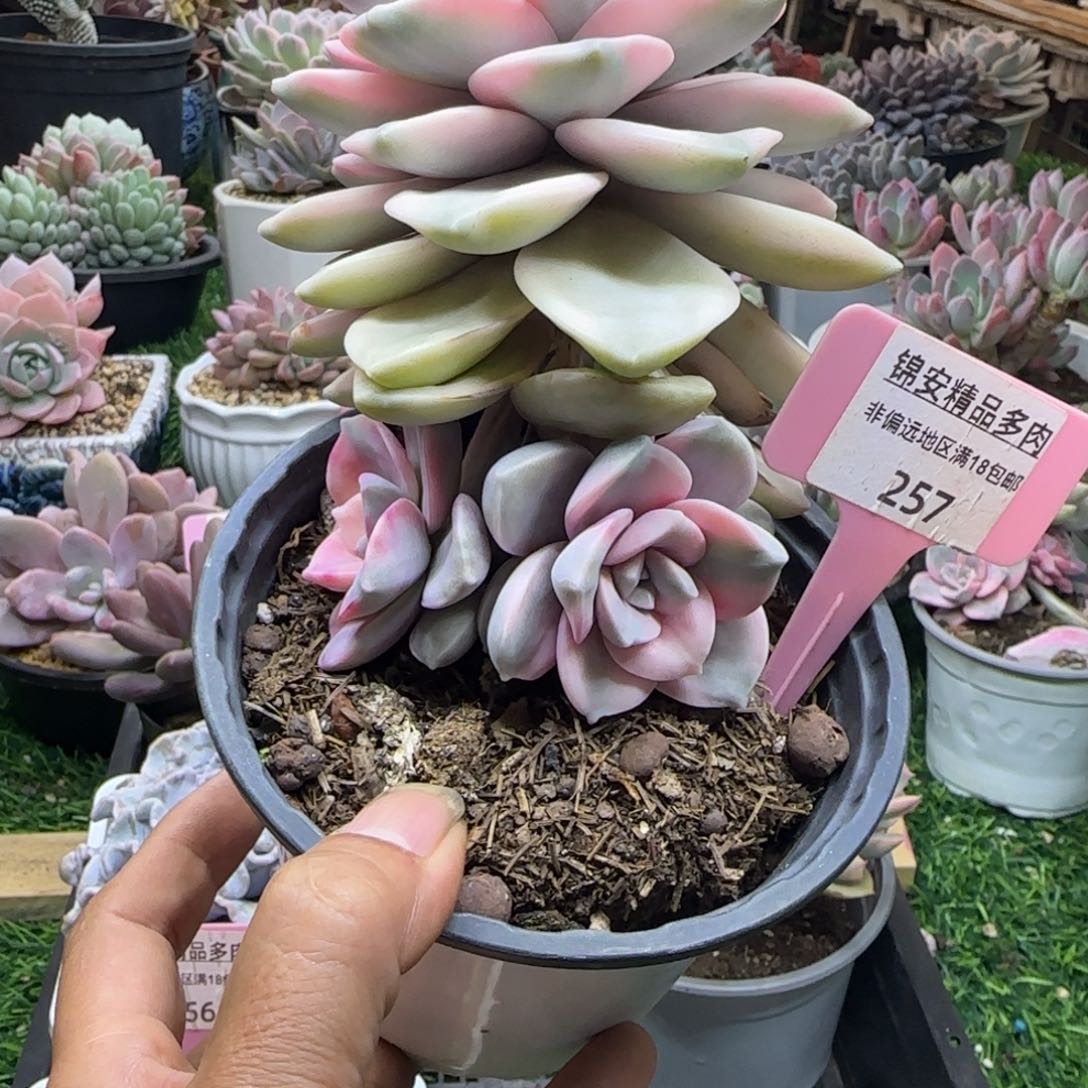 锦安精品多肉植物257