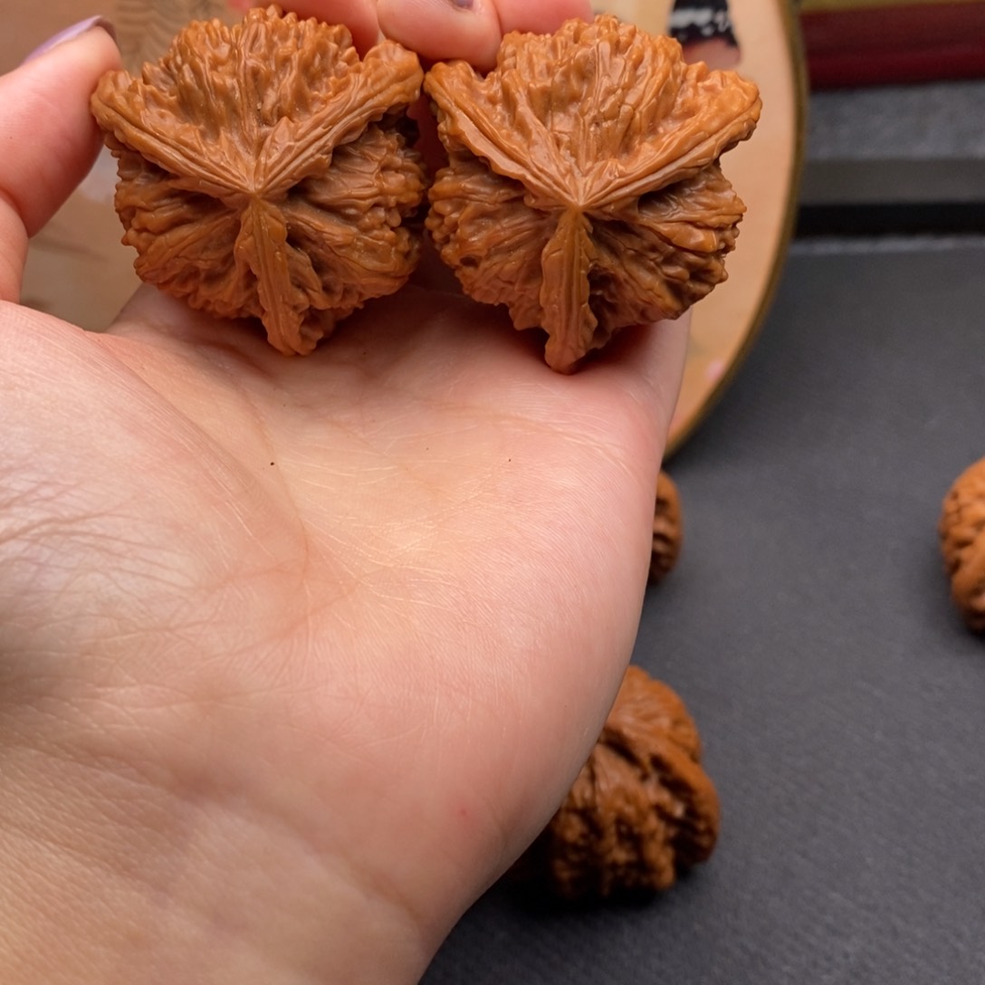 郭*理白狮子111111111111