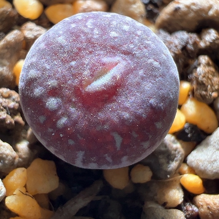 962。青蛙红纹嘟嘟嘴 绝绝黑脸墨