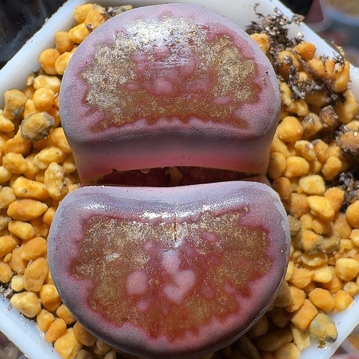 生石花1111111。    195