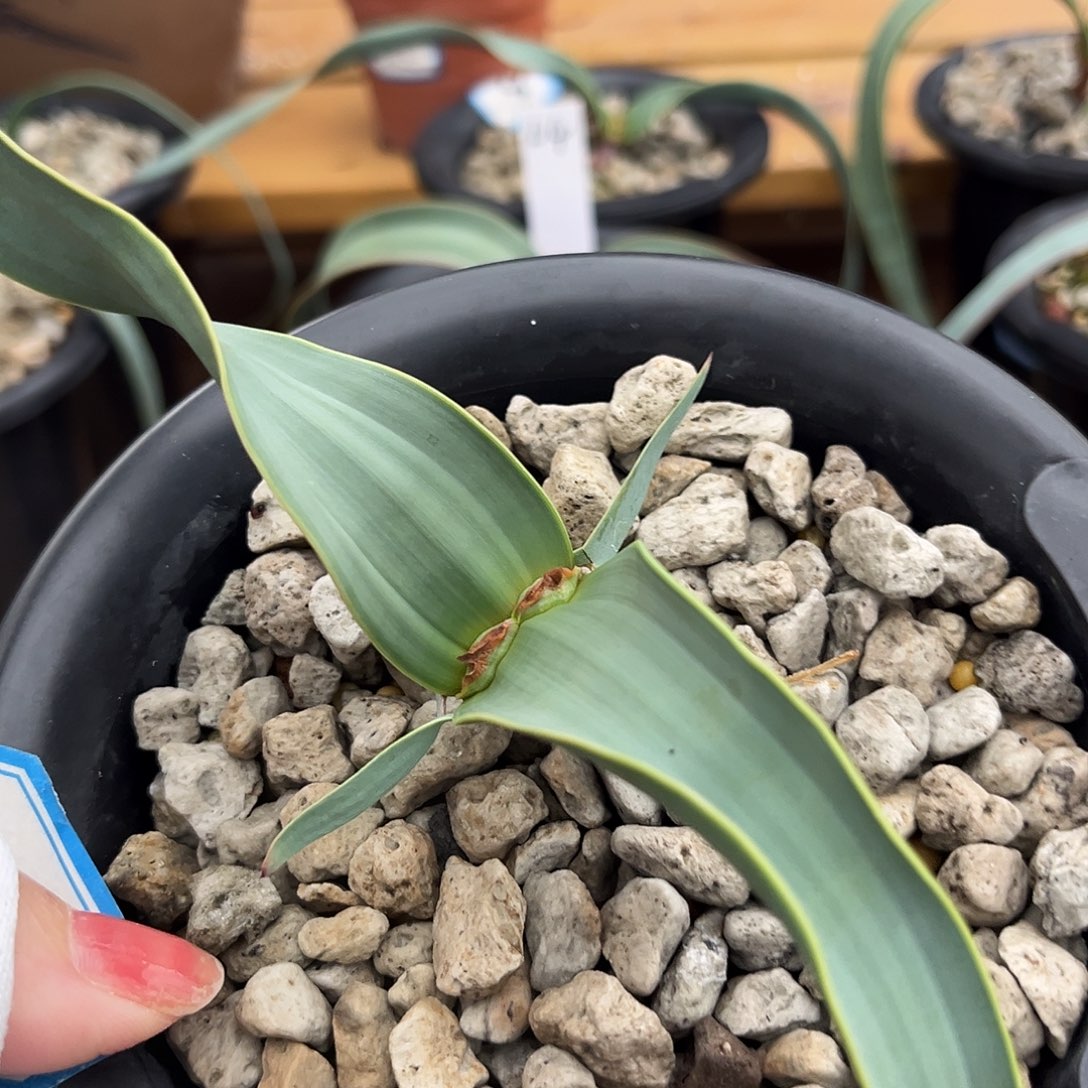 汤圆植物金边卷叶百岁兰