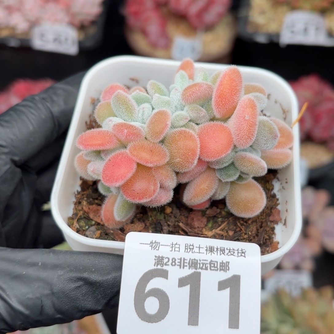 雪晃星缀化无盆土
