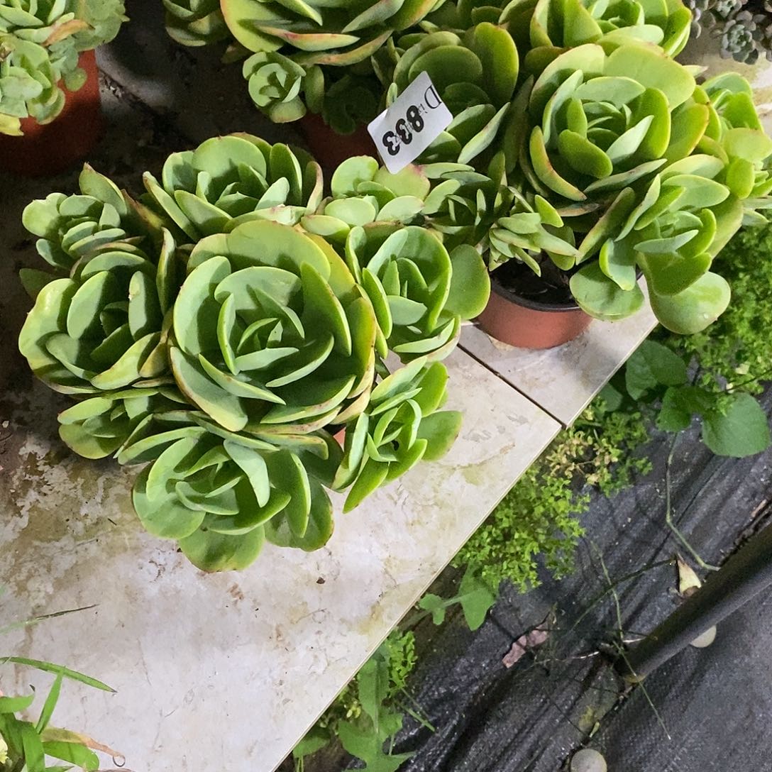 玲****833碧桃多肉植物2颗
