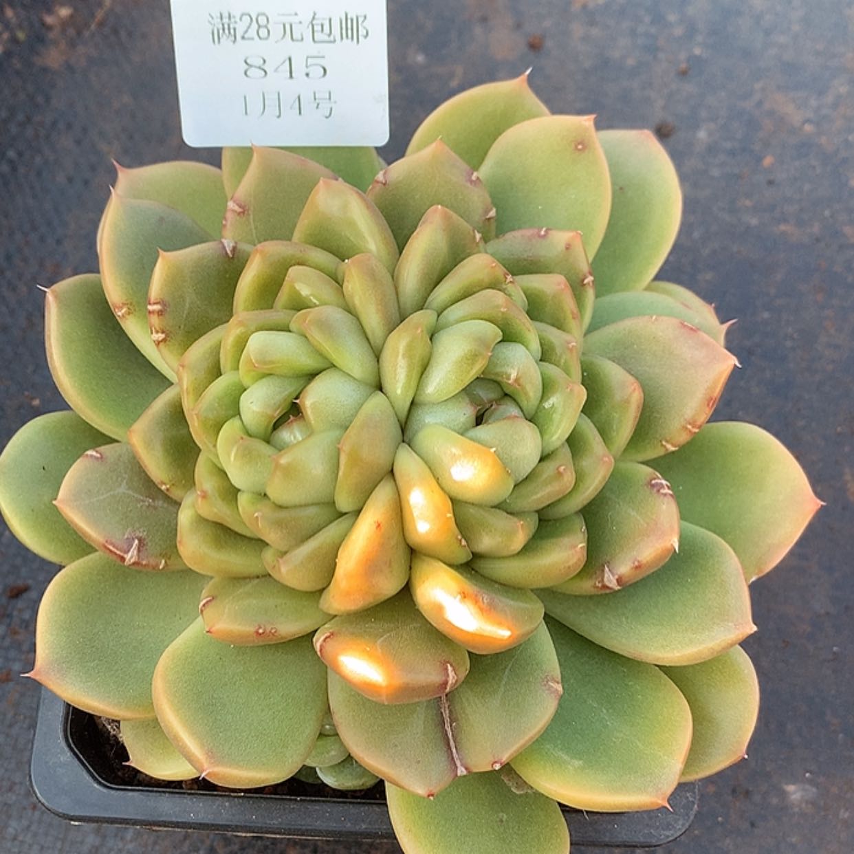 【闪购商品】云845号皮艾拉珍妮14厘米