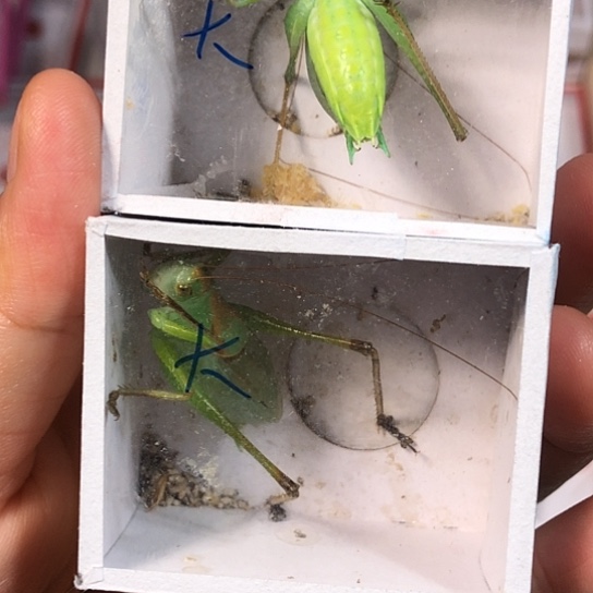 哈***细蟋蟀是是是是是是是是是