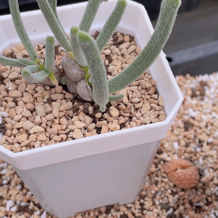 48888000008955888888