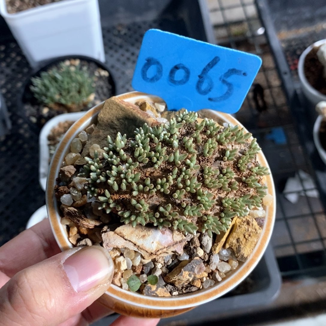 任锦多肉植物一个