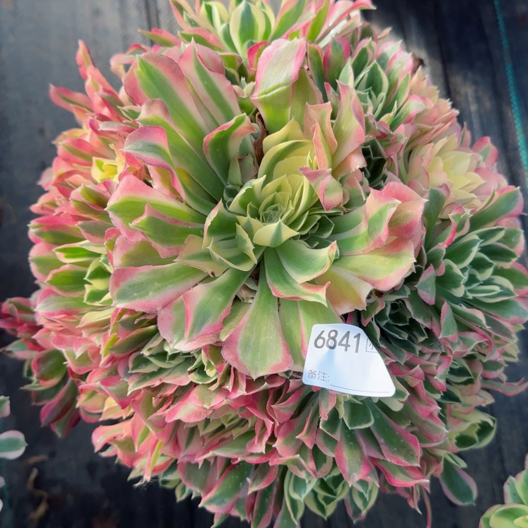 畔*6841白凤多肉多肉