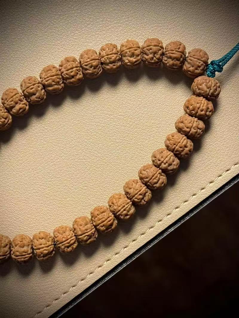 楠系列-勿里达纯血老树王