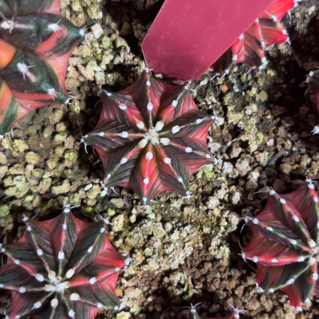 L673-0102泰国发货