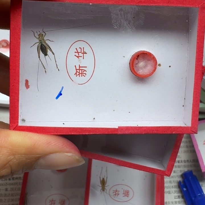 开***天蟋蟀蝈蝈我在外面111111