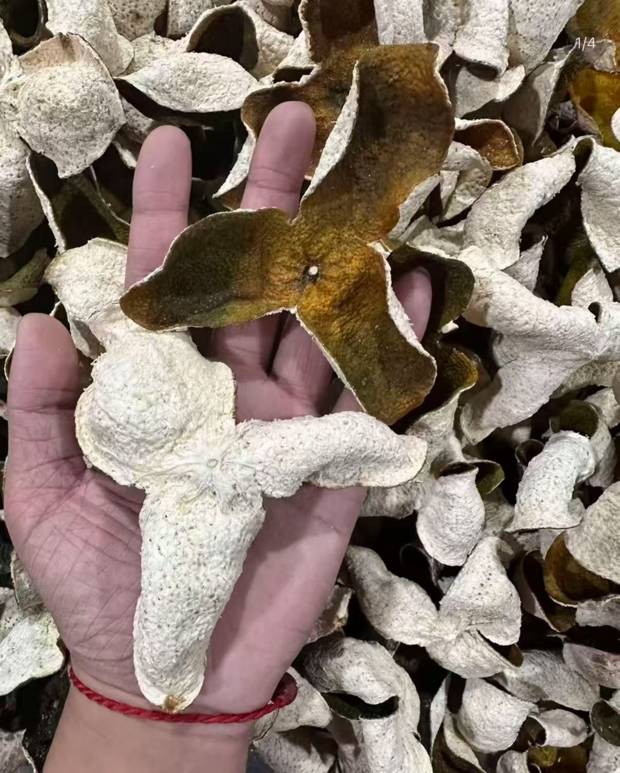 2025年十六年老树圈枝新会梅江二红皮 自然生晒高品质