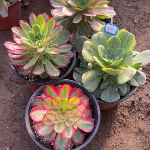 300多肉植物组合