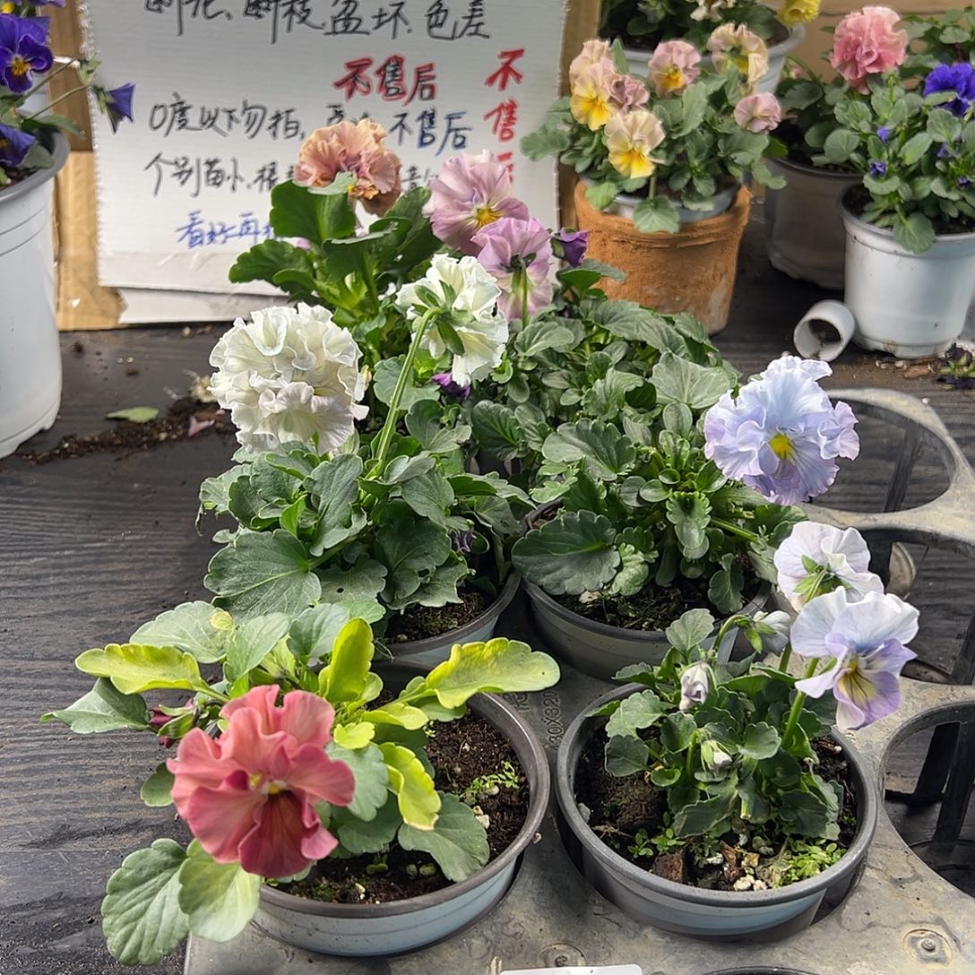 大部分花苞少量开放315号