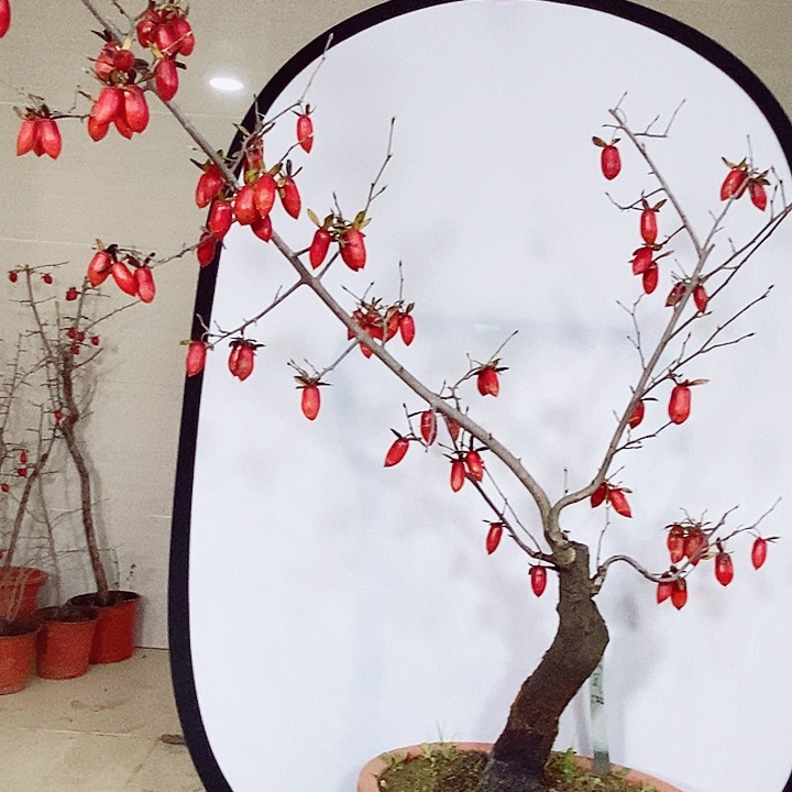 小***7完全开放哈哈哈哈哈