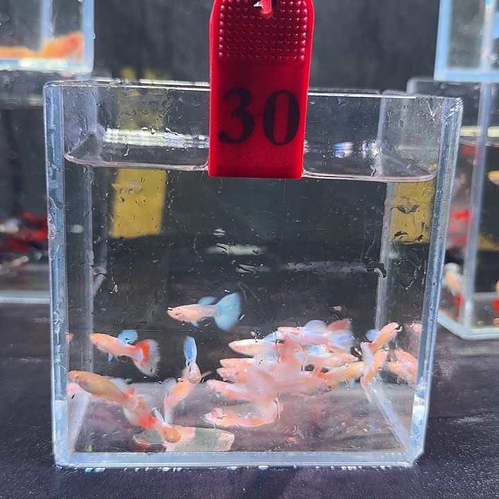 孔雀鱼30号，20条