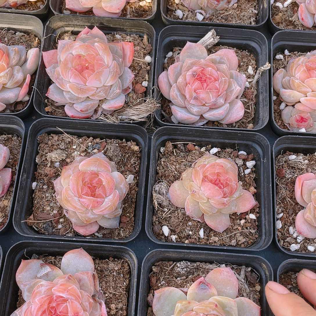 珍妮2号盆一个满25包邮