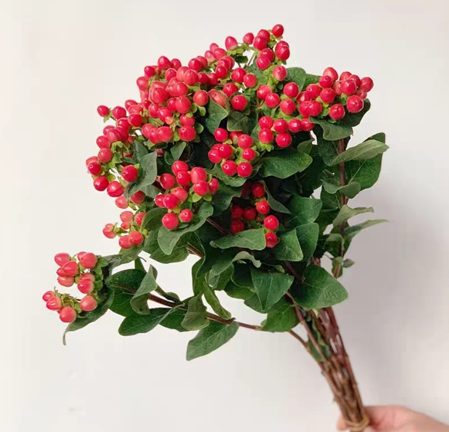 【新疆花之溪】红豆（相思豆）1把 （果子发黑属正常，10%不赔付）