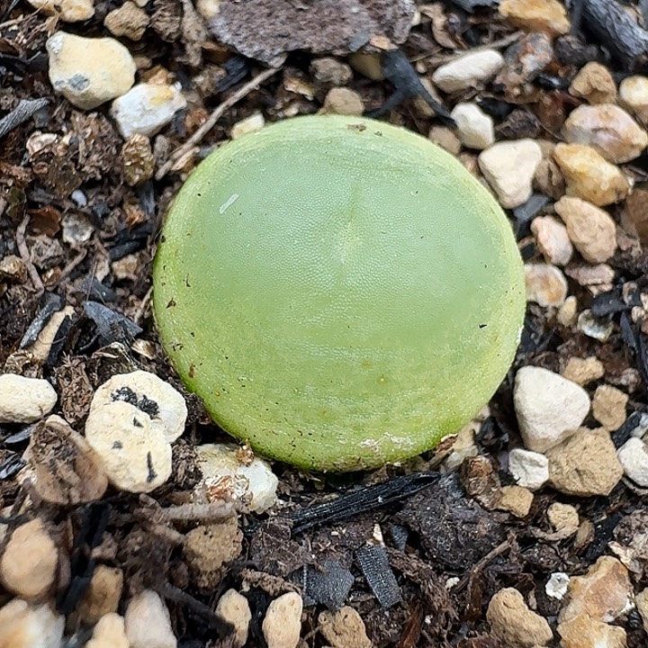 老马生石花1.4拉登2514