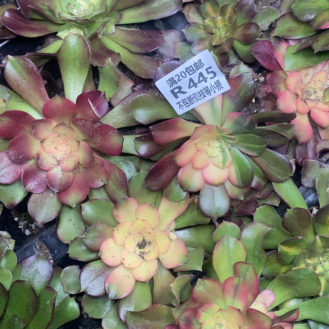 绍羞七彩多肉法师锦，445