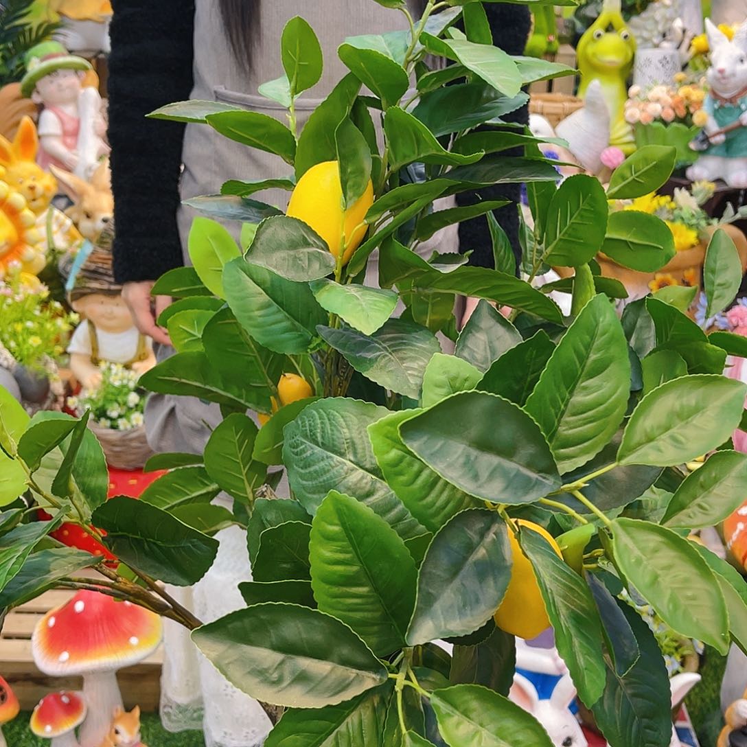 【闪购商品】红陶                