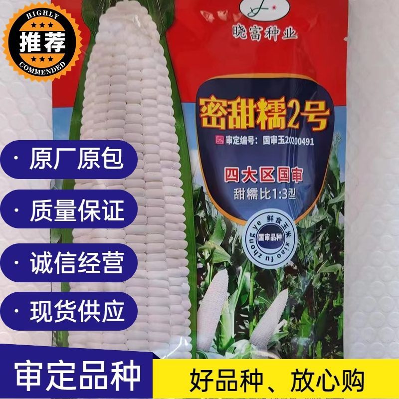 密甜糯2号鲜食玉米种子甜糯大棒矮秆高产香晓富鲜食粘糯非转基因