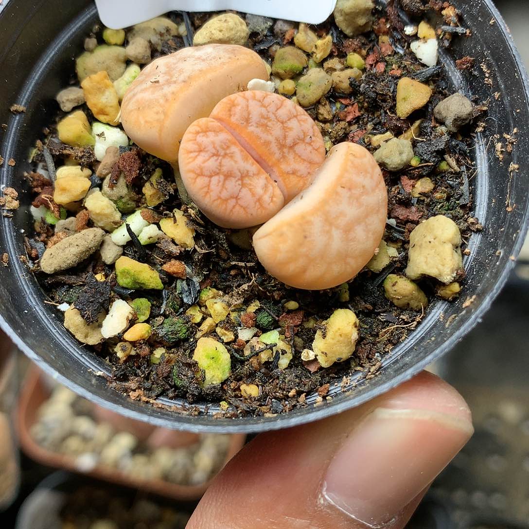 抹***?Y116多肉植物保护