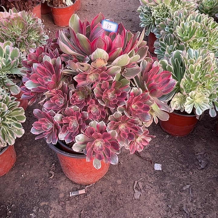 135多肉植物瑕疵特价，