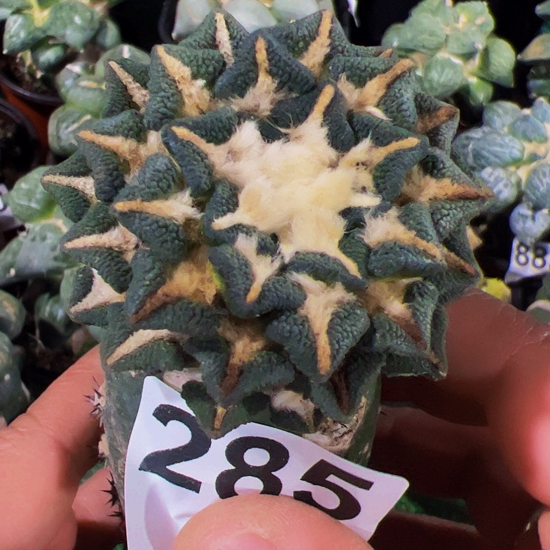 无花朵歪头黑牡丹285