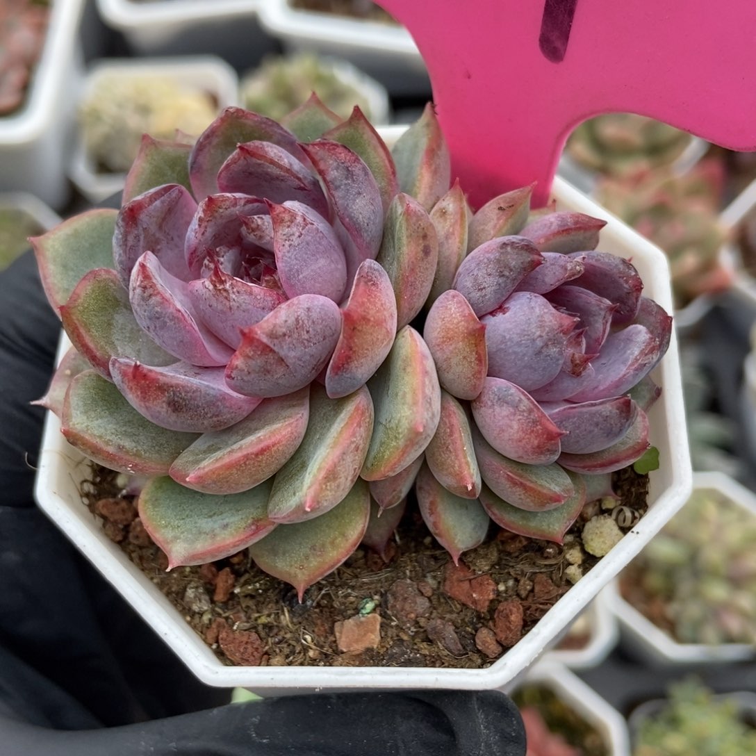 64蓝莓多肉植物多肉
