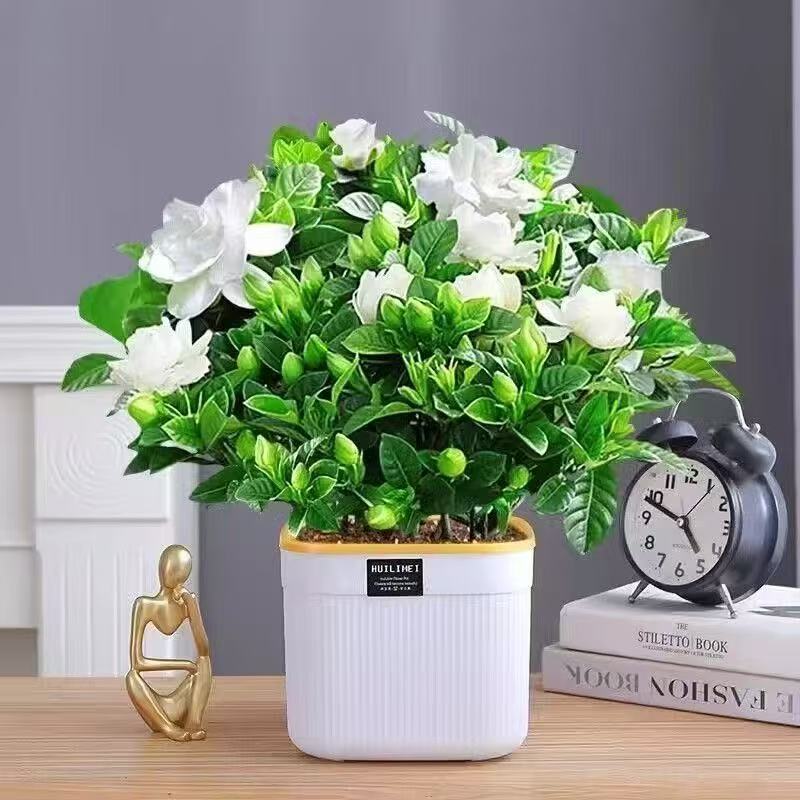 【带盆】带花苞栀子花盆栽室内水培桌面绿植四季好养浓香型