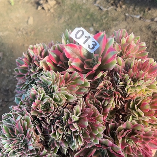 昕***欣多肉植物一个女巫