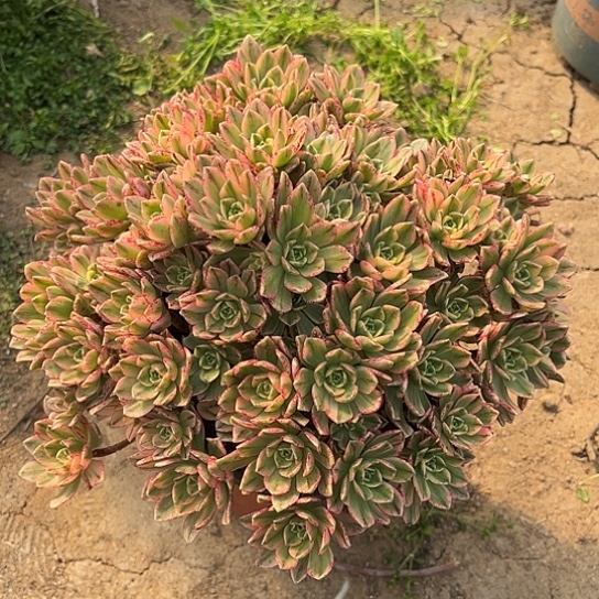 多肉植物甜茶62号