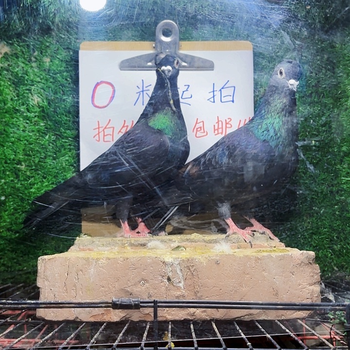 梦***忆15天中国大陆乌梅高飞11号笼