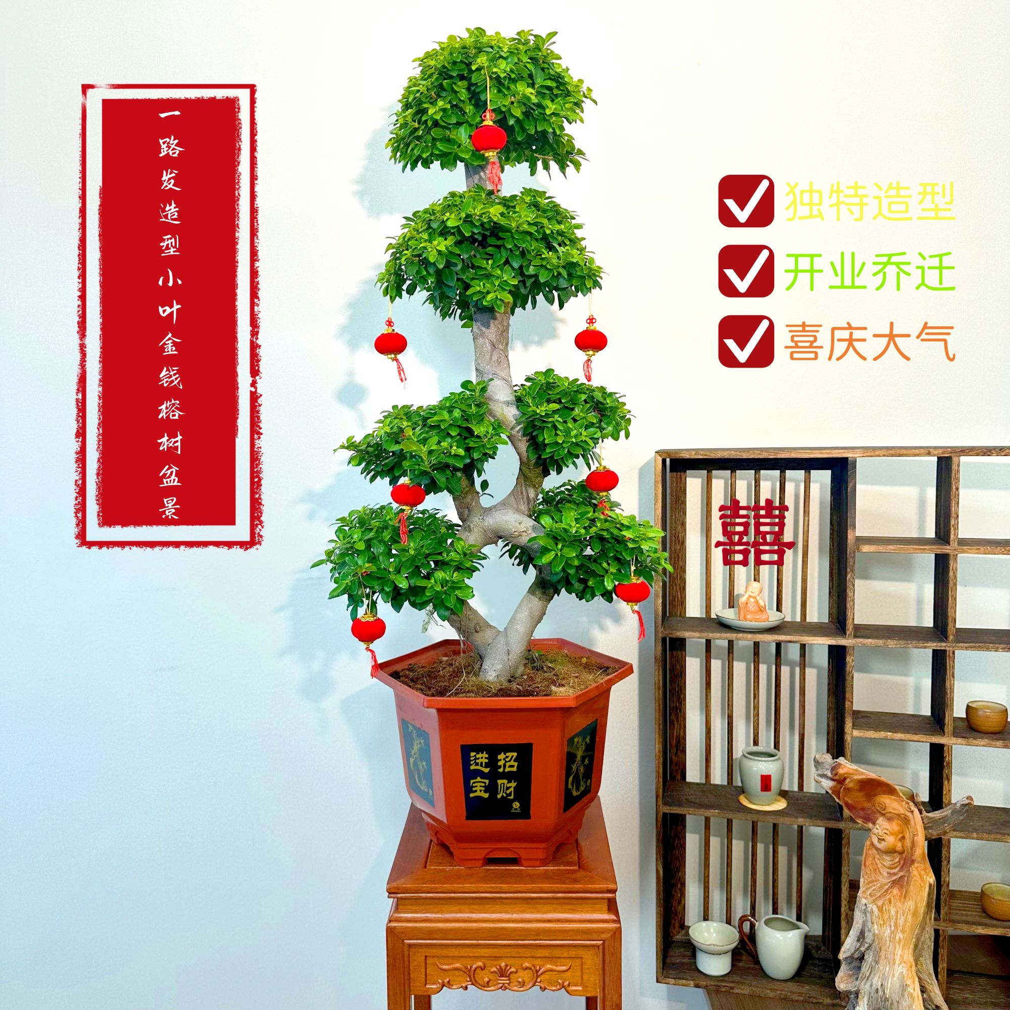 一路发造型小叶金钱榕树盆景大树型霸气大棵好养易活
