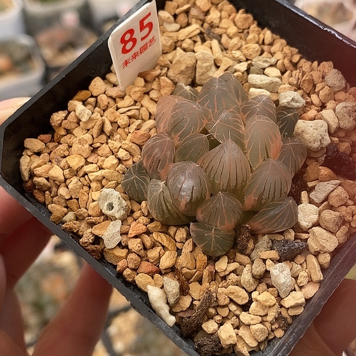 85湖斑霓虹灯玉露锦一物一拍
