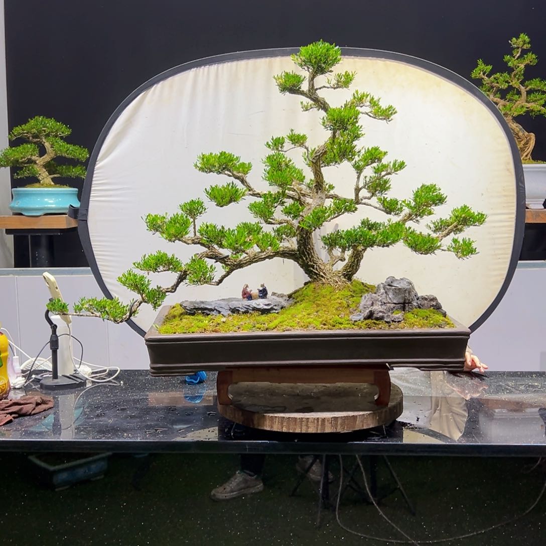 四季常青老桩黄杨盆景