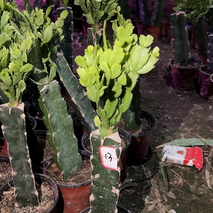 当前无花栽培后可以开花073  13