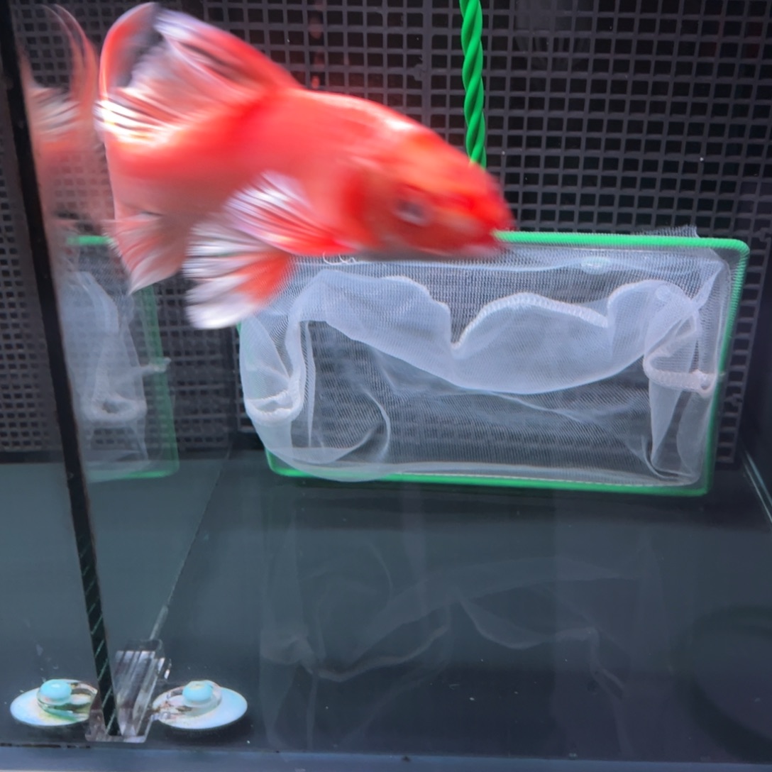 海水鱼金**?哈哈哈哈哈哈哈哈哈