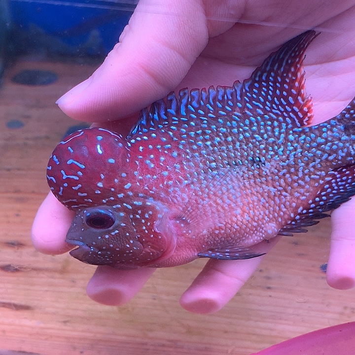 X***飞罗汉鱼8888888888888