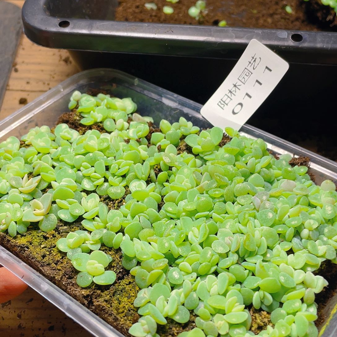 雪***饼多肉植物多肉植物111