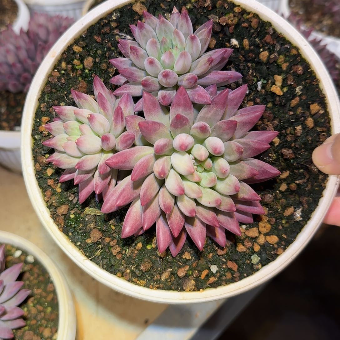 虞美人整无砍群生