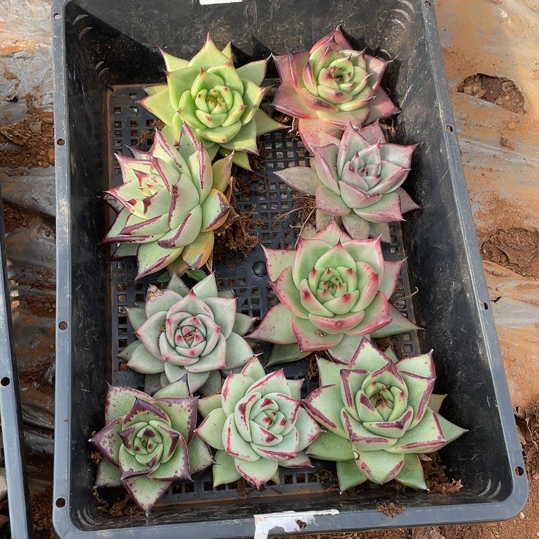 若如东云单拍E662