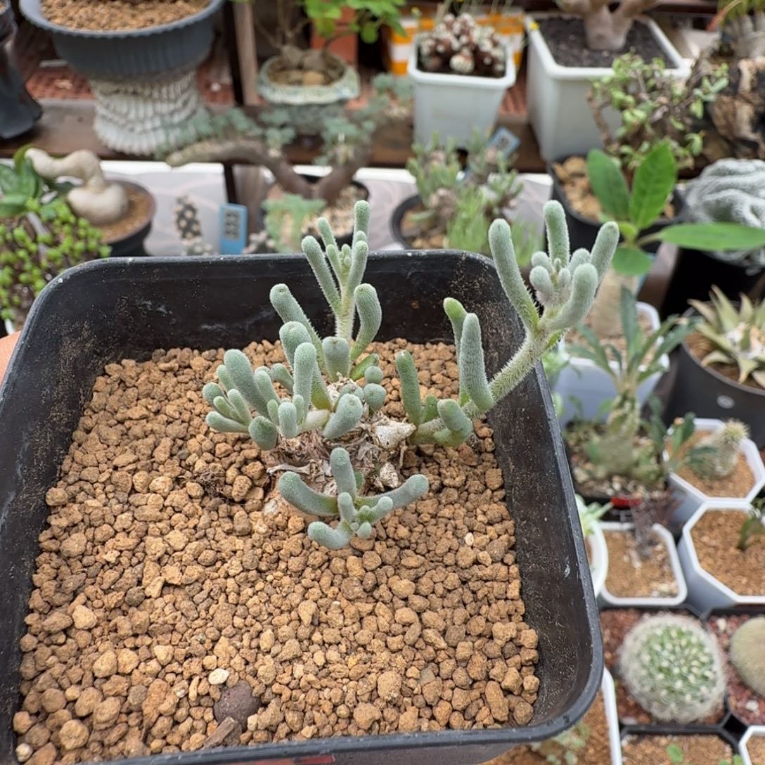 淡青霜204仙人掌球