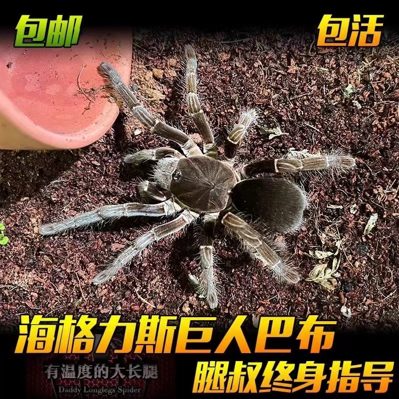 腿叔～巨型大活体宠物蜘蛛海格力斯巨人巴布足展1-18厘米宠行穴居