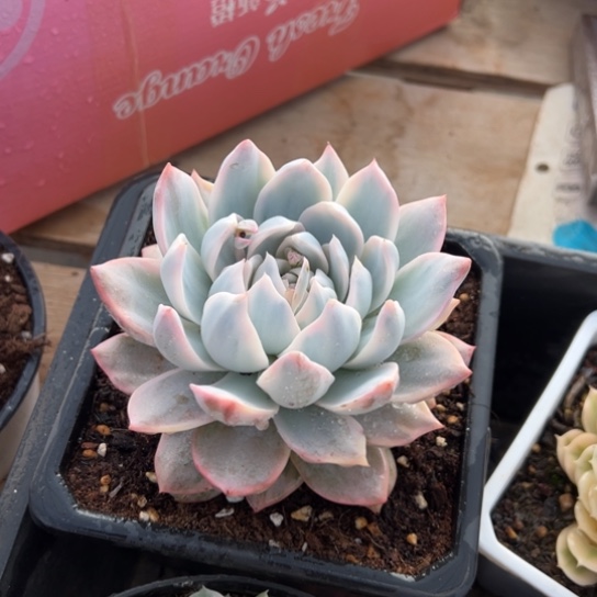 蓝鸟锦 夏鸣园艺