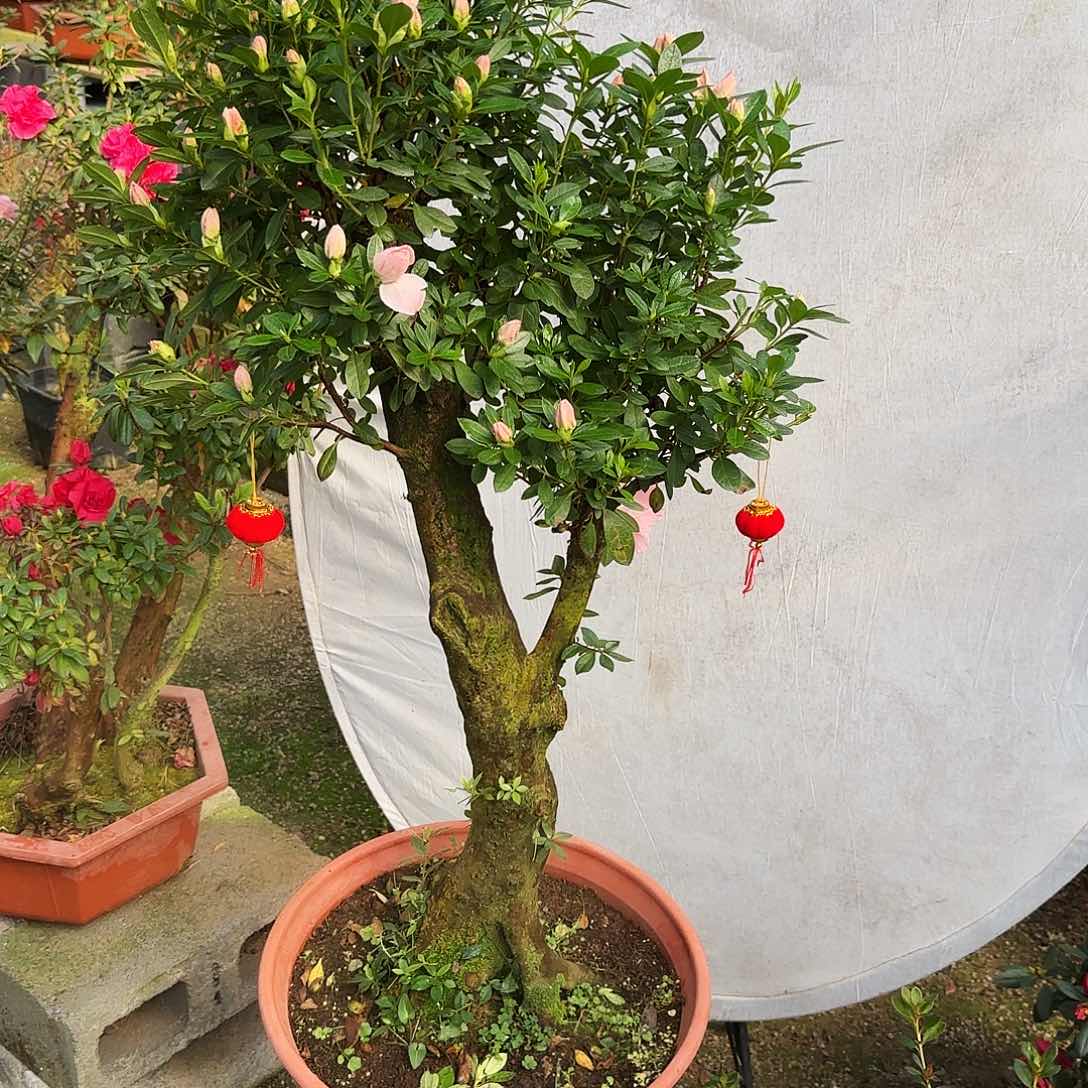 杜鹃盆景杜鹃老桩香*