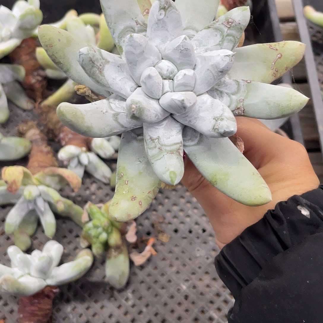 仙女杯拇指，单头。  