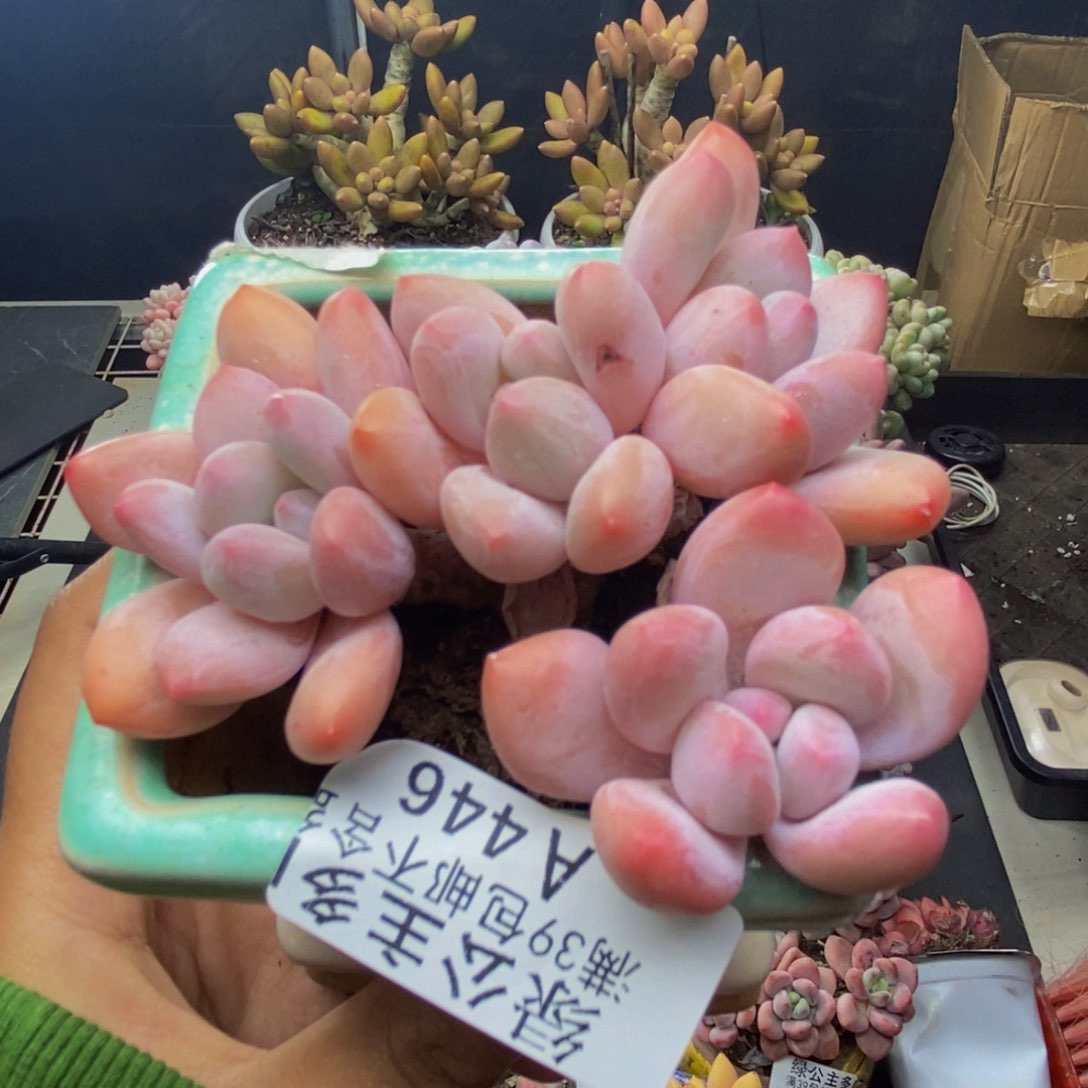 446丸叶香水多肉7cm