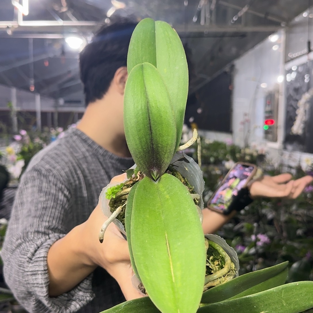 完全开放刘氏樱花